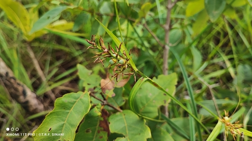 Image of Scleria secans by (c) Thomaz Ricardo Favreto Sinani, some rights reserved (CC BY)