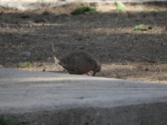 Columbina inca