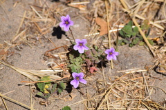 Erodium botrys