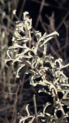 Atriplex lampa