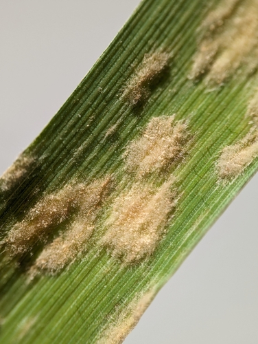 Blumeria dactylidis