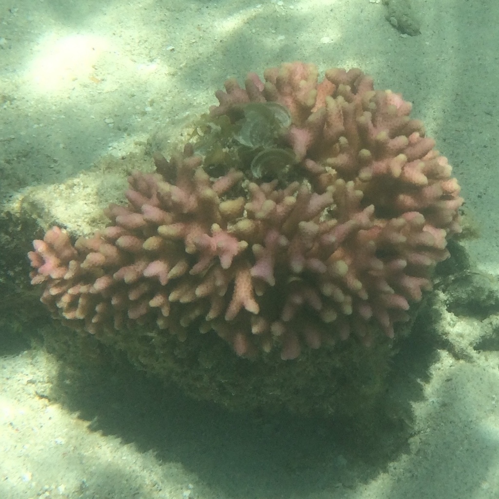 Seriatopora guttatus