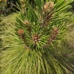 Pinus montezumae
