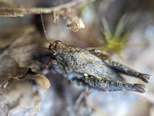Armored Pygmy Grasshopper photo 3