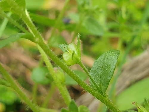 Image of Veronica acinifolia by (c) Clément Maouche, some rights reserved (CC BY)