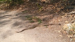 Crotalus oreganus helleri