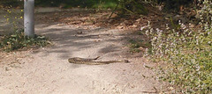 Crotalus oreganus helleri