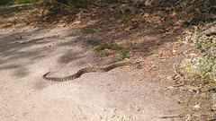 Crotalus oreganus helleri
