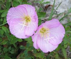 Oenothera speciosa