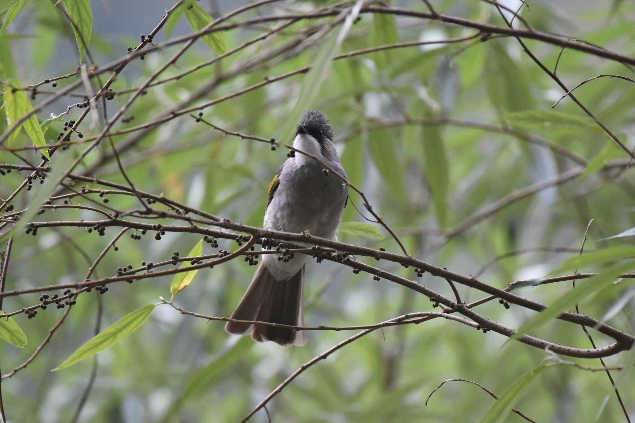 Ashy Bulbul