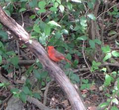 Cardinalis cardinalis