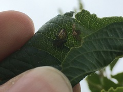 Alpaida variabilis