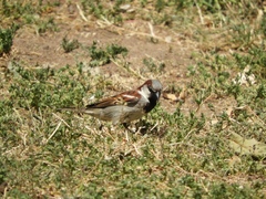 Passer domesticus
