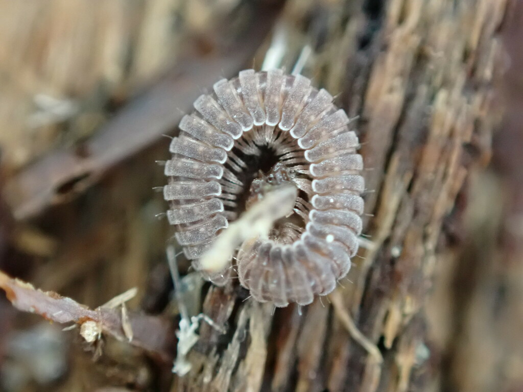Rhiscosomididae
