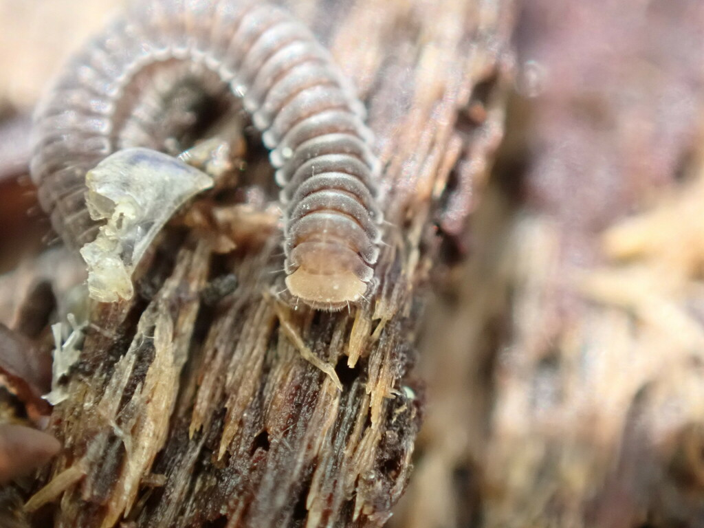 Rhiscosomides meineri