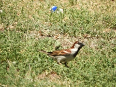 Passer domesticus