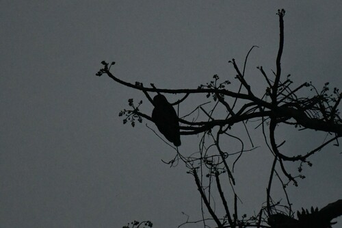 brown boobook (Ninox scutulata)