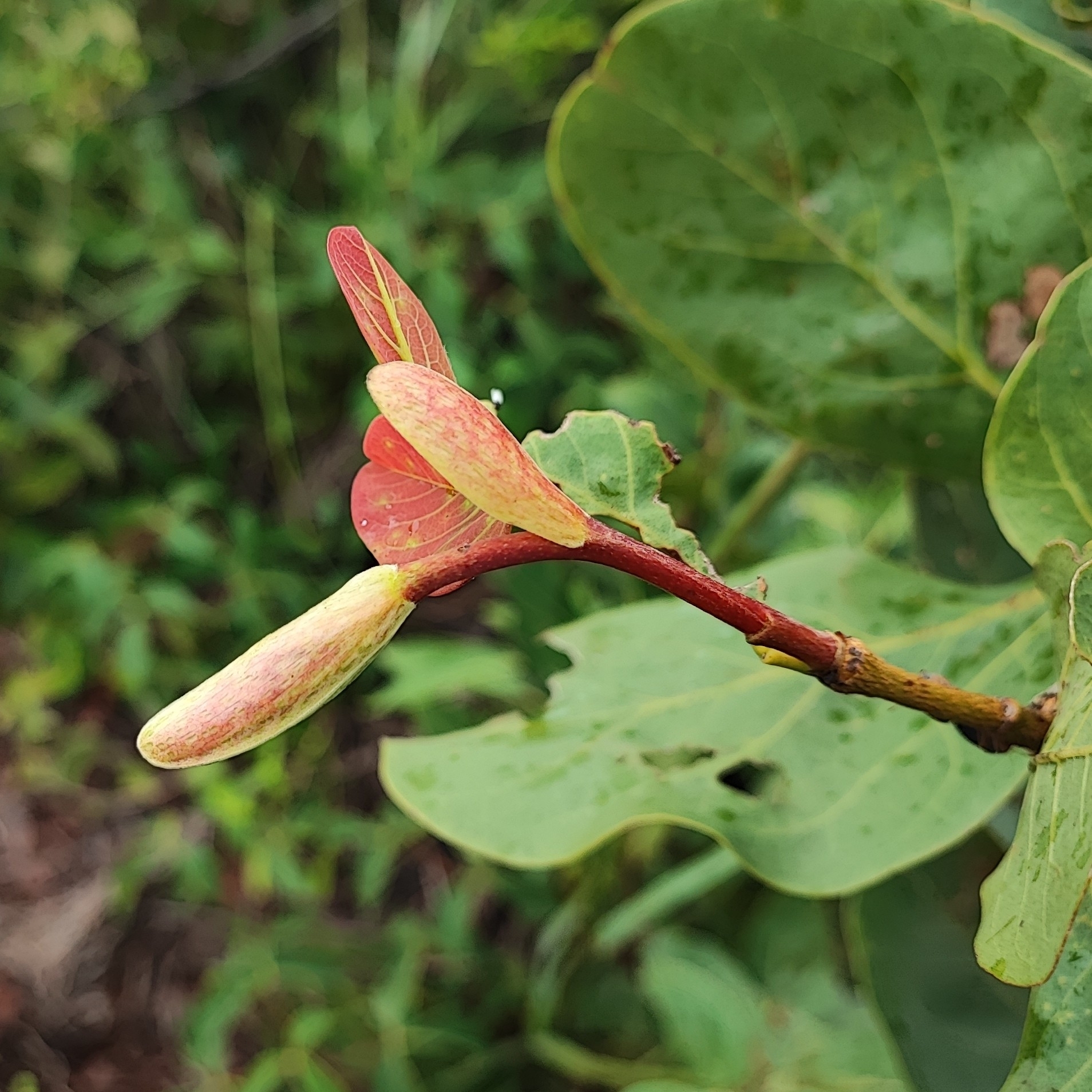 Imagem de Jatobá-do-cerrado