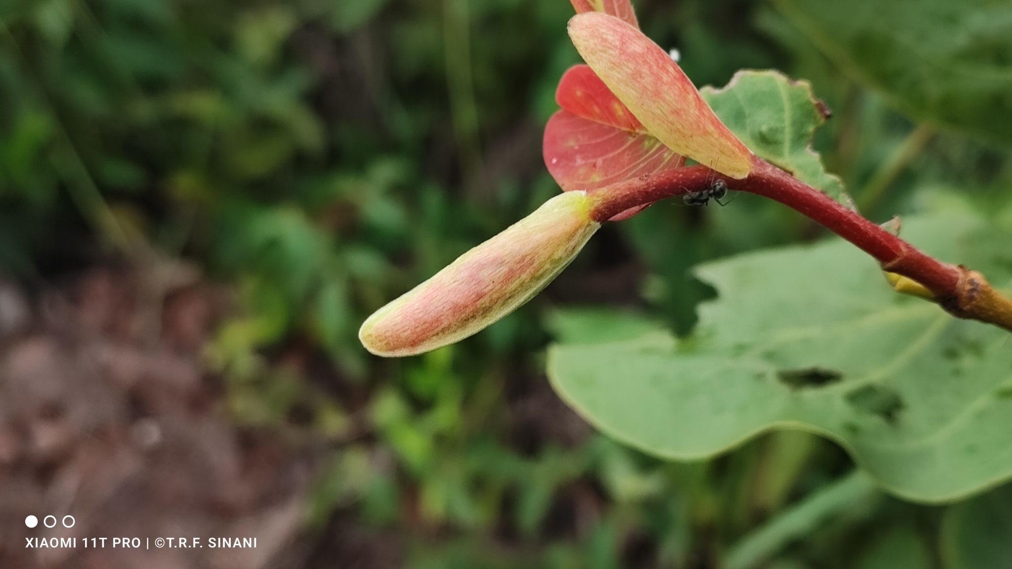 Imagem de Jatobá-do-cerrado