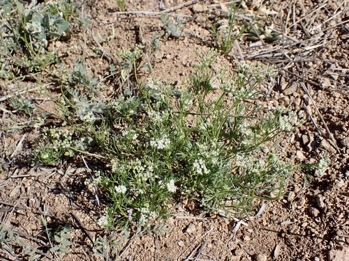 Image of Spermolepis lateriflora by (c) Sue Carnahan, some rights reserved (CC BY)