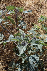 Datura wrightii