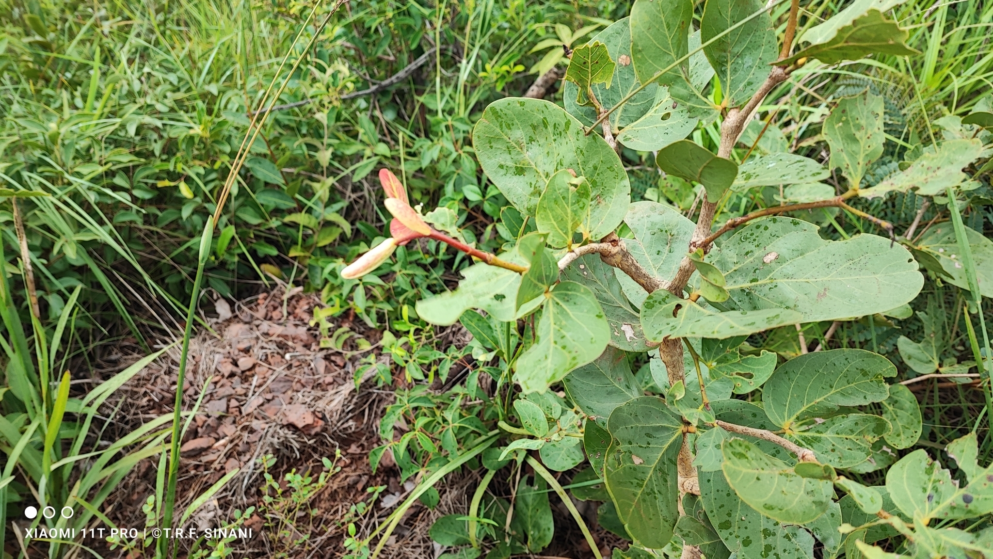 Imagem de Jatobá-do-cerrado