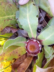 Protea caespitosa