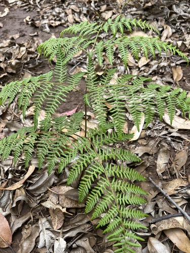 Pteridium aquilinum observed 2024-04-16