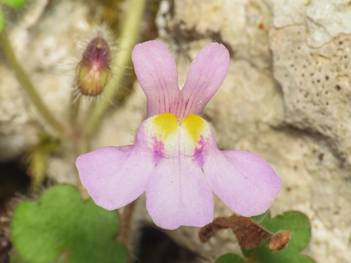 Cymbalaria glutinosa (Cymbalaria glutinosa)