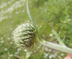 Cirsium engelmannii