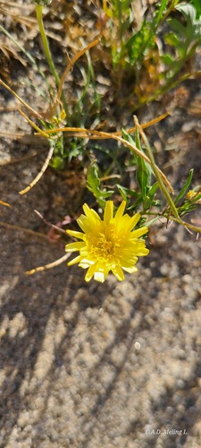 mexican malacothrix (Malacothrix similis)