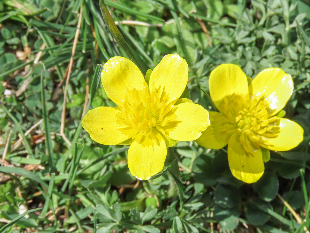 Ranunculus millefoliatus; photograph (c) Emanuele Santarelli, some rights reserved (CC BY-SA)