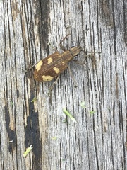 Mimographus