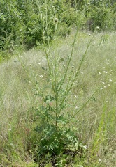 Cirsium engelmannii