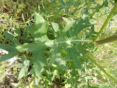Cirsium engelmannii