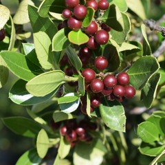 Rhamnus alaternus