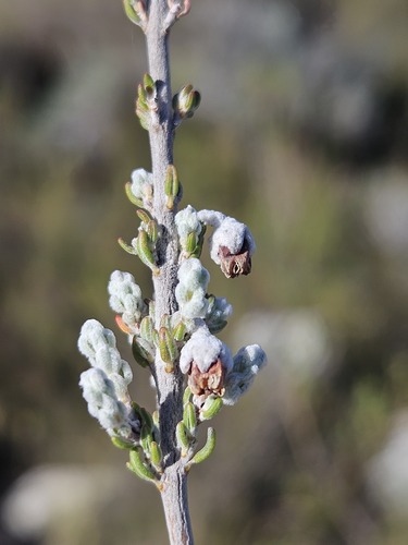 Sparrow-wort (Erica passerina)