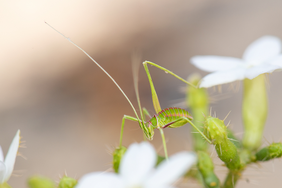 Eastern Thread-leg Katydid