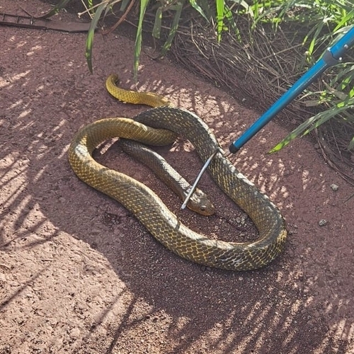 Yellow-tailed Indigo Snake