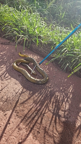 Yellow-tailed Indigo Snake