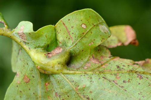 Oak Curved-leaf Gall Wasp