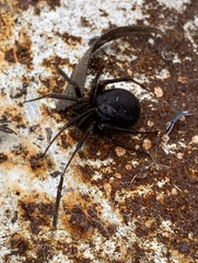 Steatoda grossa