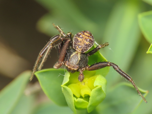 Xysticus ferrugineus