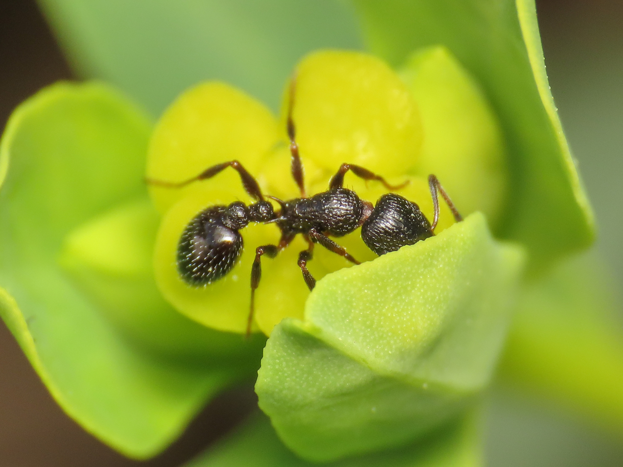 Temnothorax gallei