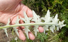 Cirsium engelmannii