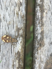 Mimographus