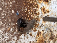Steatoda grossa
