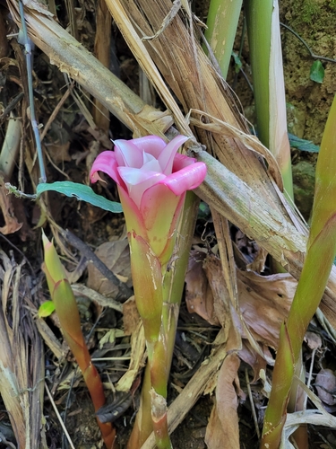 Image of Etlingera venusta by (c) Jake Rehage, some rights reserved (CC BY)