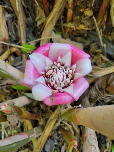 Image of Etlingera venusta by (c) Jake Rehage, some rights reserved (CC BY)