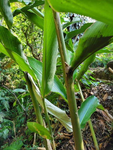 Image of Etlingera venusta by (c) Jake Rehage, some rights reserved (CC BY)